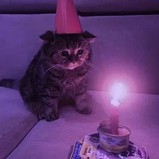 💓 gatto, compleanno, cappello da festa, candela, triste, solo, animale domestico telegram sticker