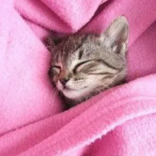 🐈 Katze, Kätzchen, schlafend, rosa, Decke, süß, Tier, Haustier telegram sticker