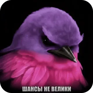 🐦‍⬛️ ШАНСЫ НЕ ВЕЛИКИ bird, purple, pink, angry, frown, meme, low chance telegram sticker
