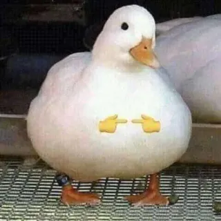 👉 duck, animal, cute, meme, pointing whatsapp sticker