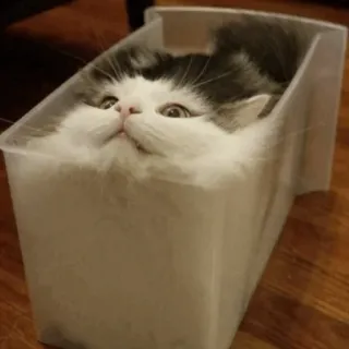 🐈 แมว, สัตว์เลี้ยง, สัตว์, ตลก, กล่อง, น่ารัก, ปุย telegram sticker