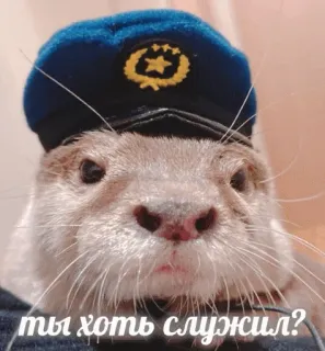 🧑‍🚀 ты хоть служил? otter, hat, Russian, question, animal telegram sticker