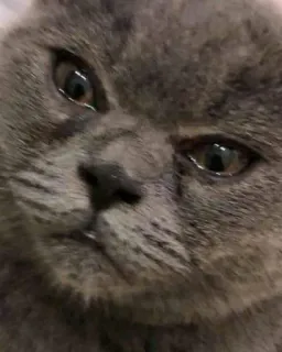 😢 gato, gato cinza, animal, animal de estimação telegram sticker