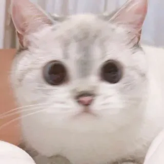 🧸 gatto, gattino, animale, animale domestico, carino, animale domestico, mammifero telegram sticker