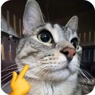 🐱 gatto, dito medio, emoji, animale domestico, offensivo telegram sticker