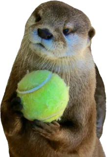 🎾 wydra, zwierzę, piłka tenisowa, słodki, ssak, dzika przyroda telegram sticker