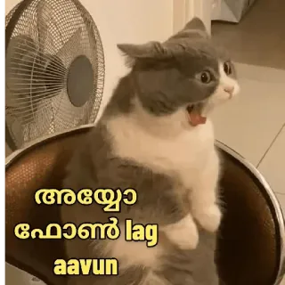 😒 അയ്യോ ഫോൺ lag aavun kat, meme, grappig, telefoon, lag, dier telegram sticker