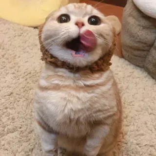 😺 gato, fofo, lambendo, animal de estimação, animal, gatinho whatsapp sticker