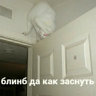 🥲 блинб да как заснуть แมว, ตลก, มีม, รัสเซีย, นอน telegram sticker