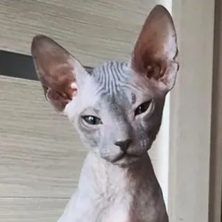 😒 gatto, sphynx, animale, animale domestico, senza pelo telegram sticker