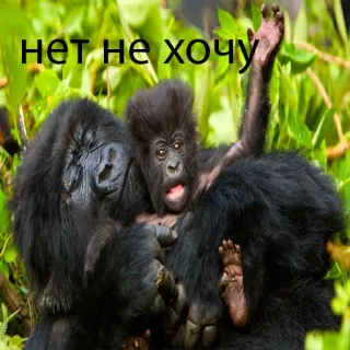 🦍 нет не хочу горилла, малыш, животное, природа, лес whatsapp sticker