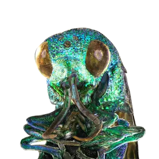 🙅 insect, beetle, bug, animal, wildlife, nature telegram sticker