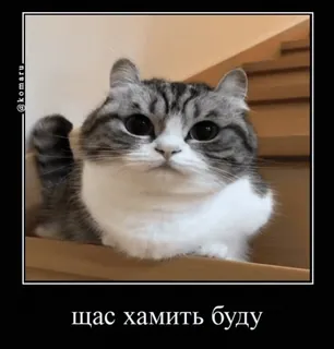 😡 щас хамить буду gato, engraçado, meme, animal whatsapp sticker