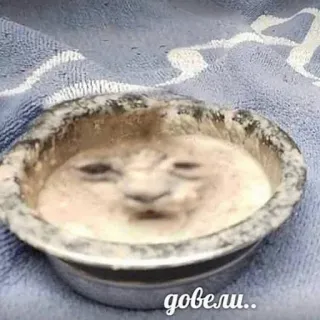 😔 довели.. 猫, 伤心, 搞笑, 表情包, 碗, 可爱 telegram sticker