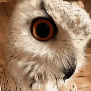 🦉 sowa, ptak, dzika przyroda, zwierzę, natura, puchacz telegram sticker