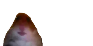 😶 hamster, animal, animal de estimação, roedor telegram sticker