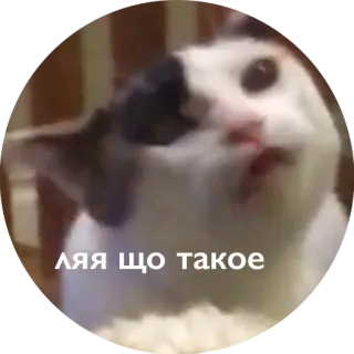 👽 ЛЯЯ ЩО ТАКОЕ kat, meme, grappig whatsapp sticker