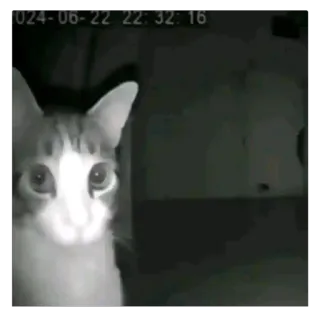 🧐 2024-06-22 22:32:16 кот, домашнее животное, животное, домашняя кошка, ночное видение, в помещении telegram sticker