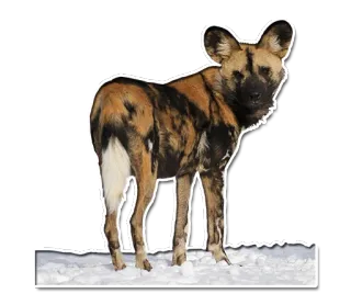 ❄ Likaon, Pies, Zwierzę, Dzikie zwierzę, Ssaki, Drapieżnik, Pies Dingo telegram sticker