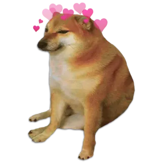 🐶 หมา, Cheems, มีม, หัวใจ, น่ารัก, Doge, สัตว์ whatsapp sticker