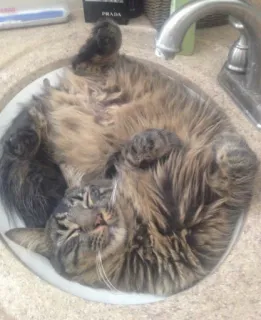 🥳 gato, fregadero, durmiendo, animal, mascota, animal doméstico telegram sticker