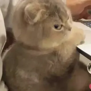 😤 кот, милый, животное, котенок, домашняя кошка, домашнее животное telegram sticker