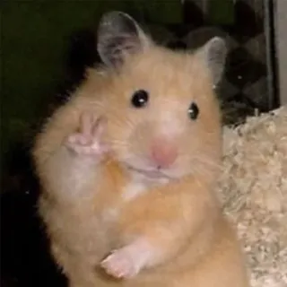 ✌️ hamster, binatang, rodentia, simbol perdamaian, imut telegram sticker