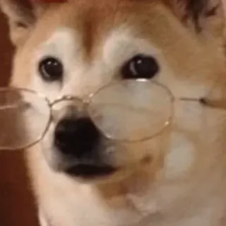 😶 狗, 柴犬, 眼镜, 可爱, 动物, 宠物 telegram sticker