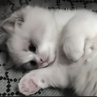 🍄 새끼 고양이, 고양이, 귀여운, 동물, 흰색, 애완 동물 telegram sticker