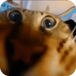🤩 gatto, divertente, animale, meme telegram sticker