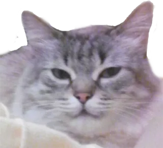 😌 cat, animal, pet, cute, feline, domestic cat telegram sticker