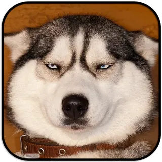 😒 dog, husky, pet, animal, meme telegram sticker