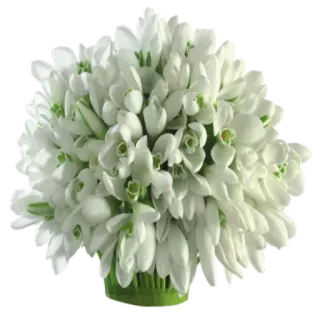 🌸 hoa, hoa tuyết điểm, trắng, bó hoa, mùa xuân telegram sticker