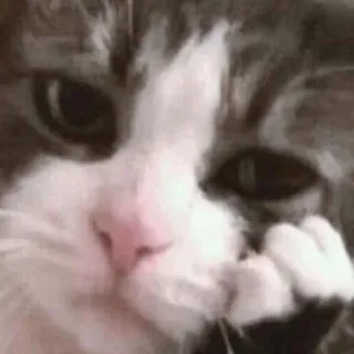 😐 猫, ペット, 動物, かわいい, 子猫, 家畜 telegram sticker