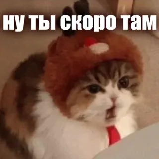 🧡 ну ты скоро там cat, meme, funny, russian, animal, pet telegram sticker