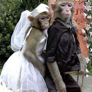 👰 singes, mariage, mariée, marié, animaux, humour telegram sticker