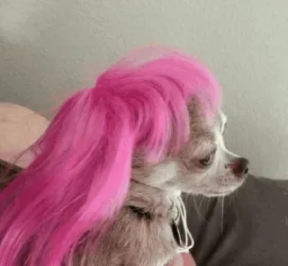 🐩 dog, chihuahua, pink hair, wig, pet telegram sticker