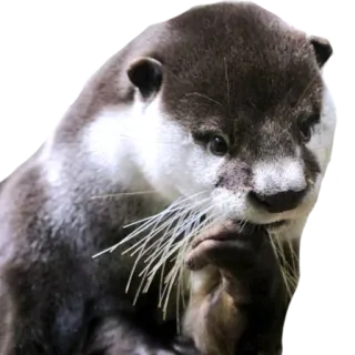 🤔 выдра, животное, милый, дикая природа, млекопитающее, природа, пушистый telegram sticker