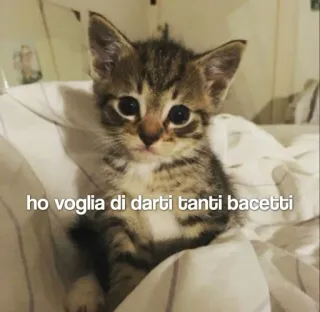 🖤 ho voglia di darti tanti bacetti gato, gatinho, fofo, animal, animal de estimação whatsapp sticker