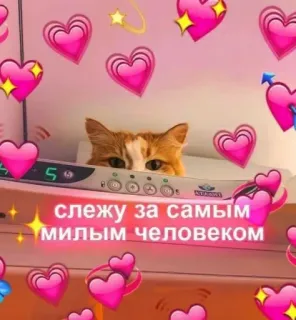 ❤️ слежу за самым милым человеком chat, mignon, coeurs, regarde, russe whatsapp sticker