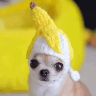 🐩 dog, chihuahua, banana, hat, cute, pet, animal telegram sticker