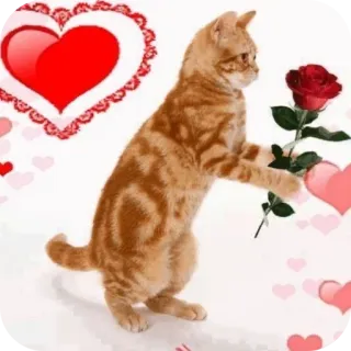 🐱 whatsapp sticker