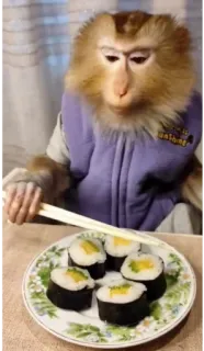 🎌 aap, sushi, eetstokjes, eten, dier, schattig whatsapp sticker