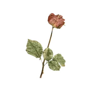 🌹 Rose, Blume, Getrocknet, Vintage whatsapp sticker