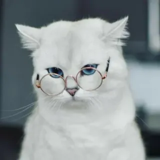 🌸 猫, メガネ, 白, 動物, 可愛い telegram sticker