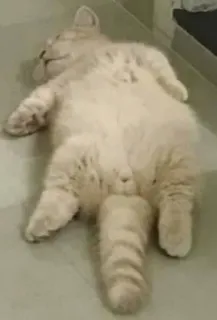 🐱 chat, dormir, animal, animal de compagnie, chat domestique, paresseux telegram sticker