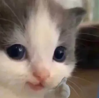 🐱 Kätzchen, Katze, Tier, süß, Daumen hoch, positiv, Meme whatsapp sticker