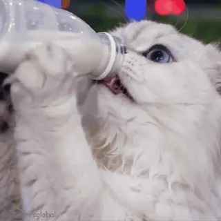 🤣 别再喝了!你这样是在折磨自己!你 怎么在这样? telegram sticker
