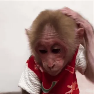 😊 macaco, animal, primata, fofo, filhote de macaco whatsapp sticker