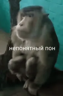 🌟 непонятный пон scimmia, animale, scimmia antropomorfa, testo, russo telegram sticker